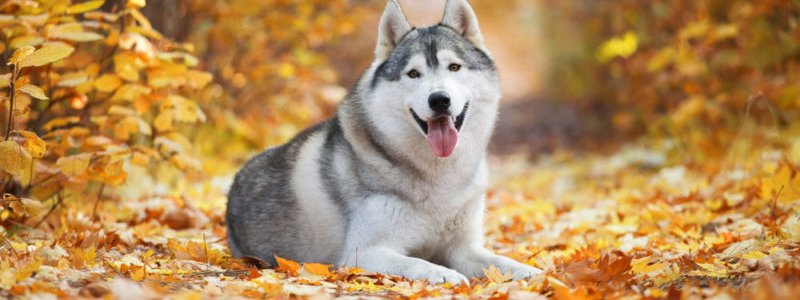 Que perro eres