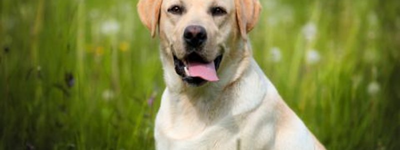 LABRADOR