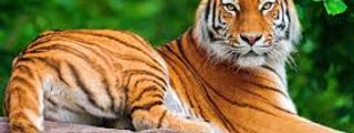 Que animal eres según tu personalidad