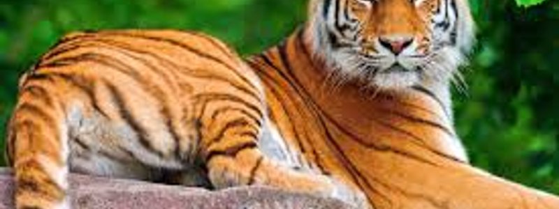 Que animal eres según tu personalidad