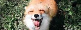 Que personaje de Evelyn the Fox eres?