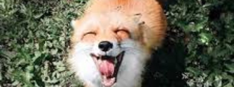 Que personaje de Evelyn the Fox eres?