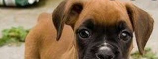 Que raza de perro eres , test de personalidad 