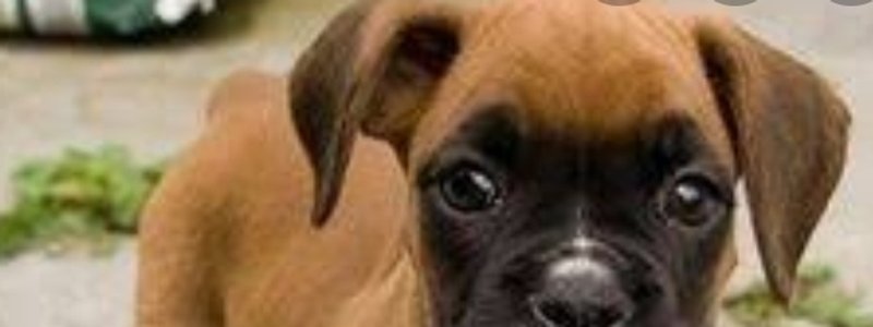 Que raza de perro eres , test de personalidad 