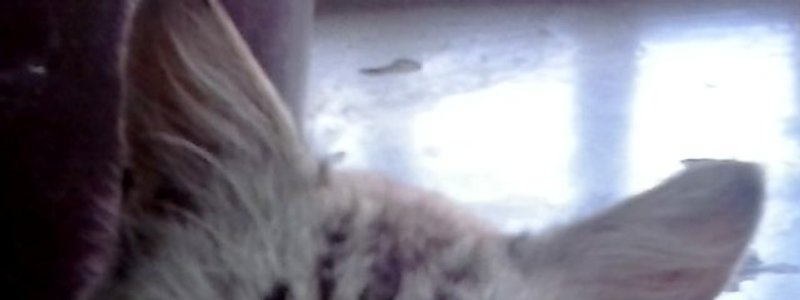 cuanto conoces los gatos?
