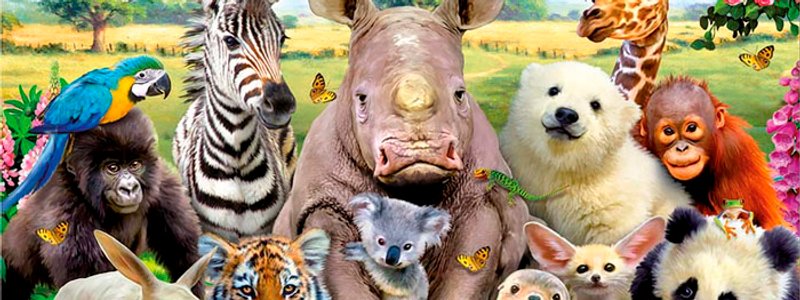 ¿cual es tu animal espiritual?