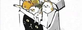 Cuanto sabes de los gatos
