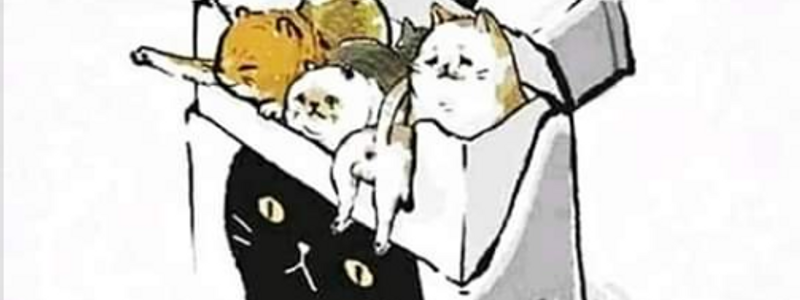 Cuanto sabes de los gatos