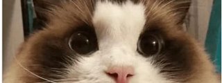 Que tanto sabes de los gatos :3 o nekos,mininos =_= etc.