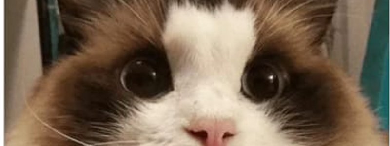 Que tanto sabes de los gatos :3 o nekos,mininos =_= etc.