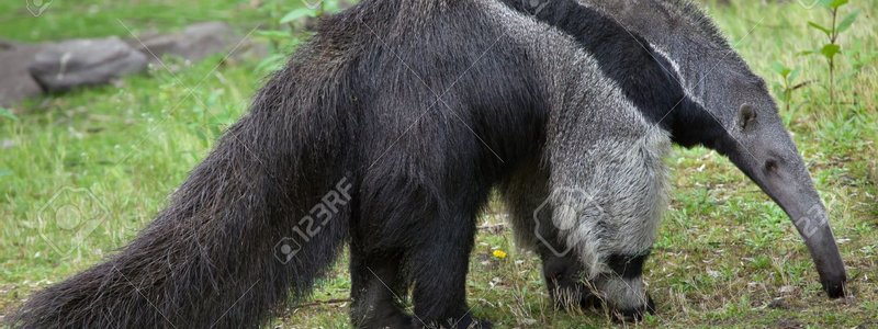 Osos hormigueros gigantes