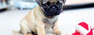 ¿que perro eres?