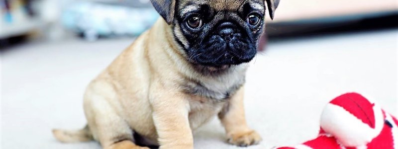 ¿que perro eres?