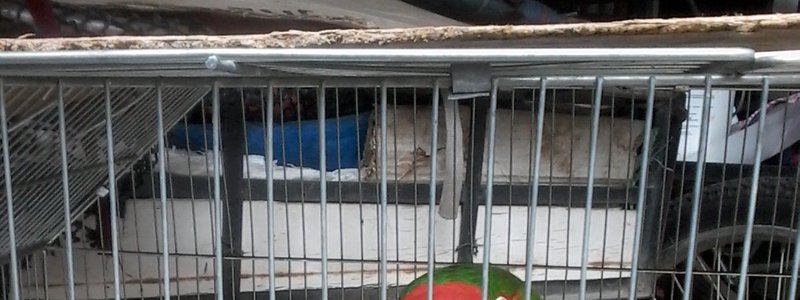 Qué animal eres
