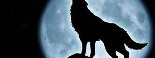 ¿que lobo eres?🐺🐺🐺