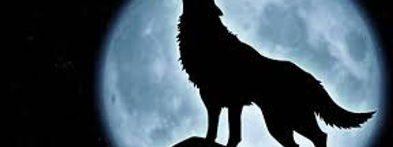 ¿que lobo eres?🐺🐺🐺