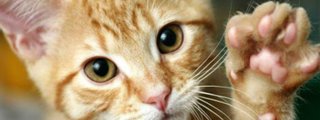 Que tipo de gato eres?