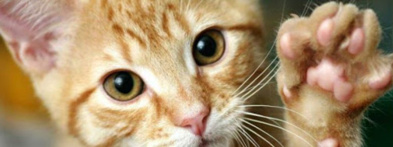 Que tipo de gato eres?