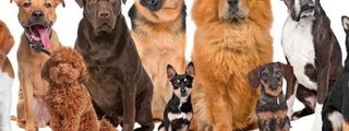 ¿QUE TANTO SABES DE LOS PERROS?