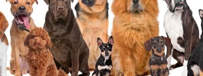 ¿QUE TANTO SABES DE LOS PERROS?