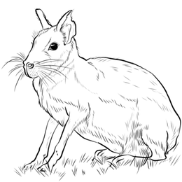 La mara es un animal t&iacute;pico de:  - La Mara y el invierno - Leyenda tehuelche