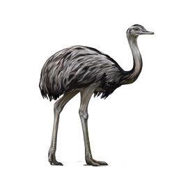 "La mara y el &ntilde;and&uacute;" es una leyenda porque: - La mara y el invierno - Leyenda Tehuelche