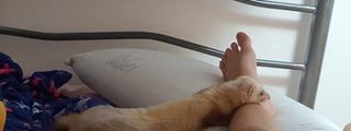 Puedes tener un hurón? 