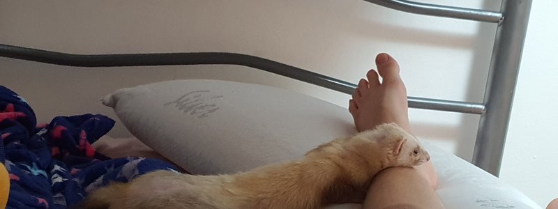 Puedes tener un hurón? 
