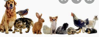 Que animal tendrás en el futuro