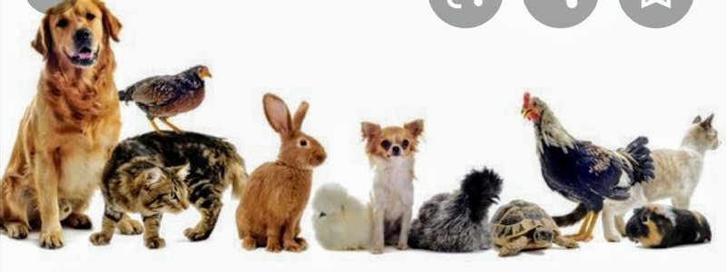 Que animal tendrás en el futuro