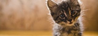 CUANTO SABES DE LOS GATOS?