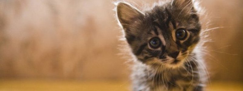 CUANTO SABES DE LOS GATOS?