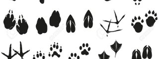 ¿Que animal eres?