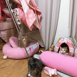 Quien es el due&ntilde;o de Sonnie,Donggie y Dori? - Cu&aacute;nto sabes de Stray Kids