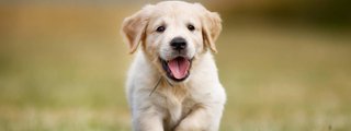 ¿ cuanto sabes sobre el perro ?