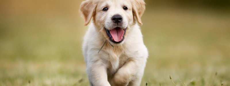 ¿ cuanto sabes sobre el perro ?