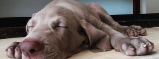Que perro eres según tú personalidad 