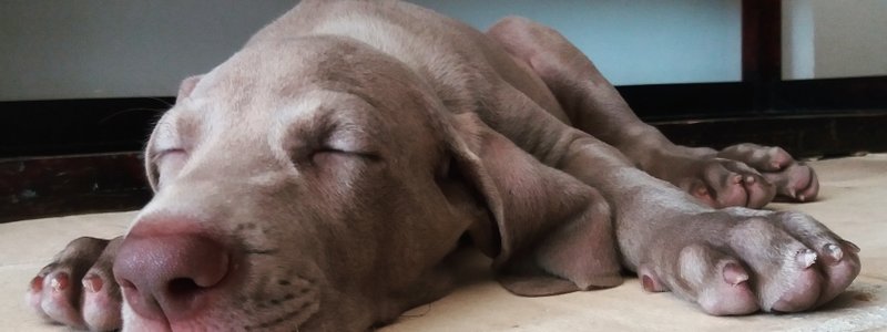 Que perro eres según tú personalidad 