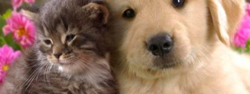 Eres un Gato o un Perro?