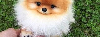 cual de los dos perro eres perrito chi Tzu o buldog fraces