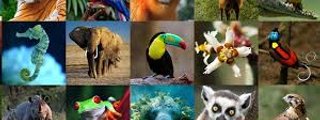 ¿Que animal eres?