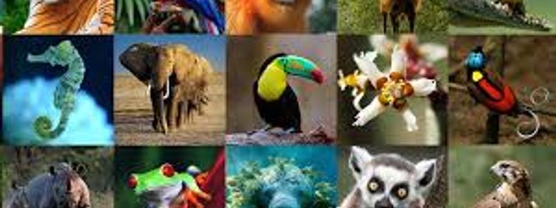 ¿Que animal eres?