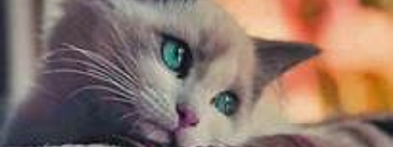 que animal eres