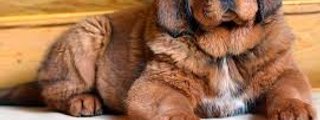 QUE RAZA DE PERRO ERES??????