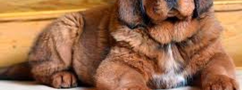 QUE RAZA DE PERRO ERES??????