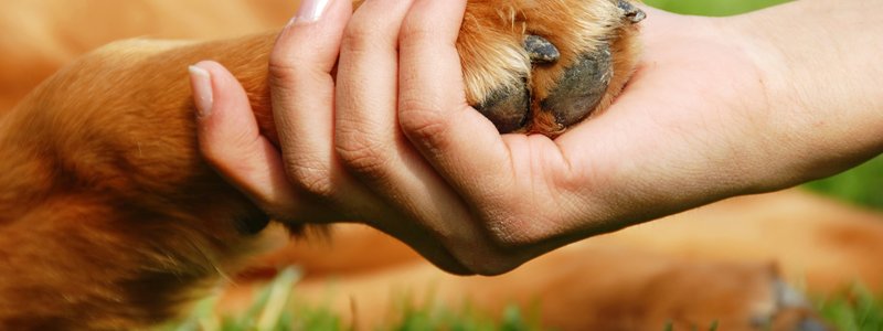 TEST: &iquest;Qu&eacute; corriente filos&oacute;fica eres, seg&uacute;n tu percepci&oacute;n de los animales?