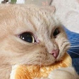 Fetucchini hace..? - Cu&aacute;nto sabes de Fetucchini