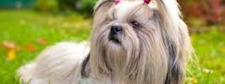 que raza de perrito eres? :3