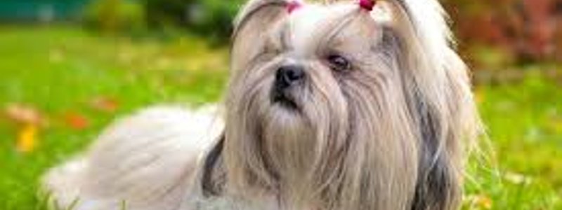 que raza de perrito eres? :3