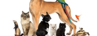 animales